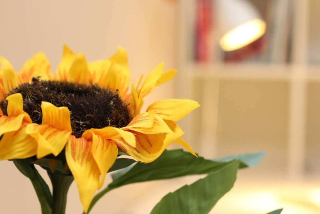 Fast Friend - Cozy Apartment In The Center With Private Garage غييكا المظهر الخارجي الصورة